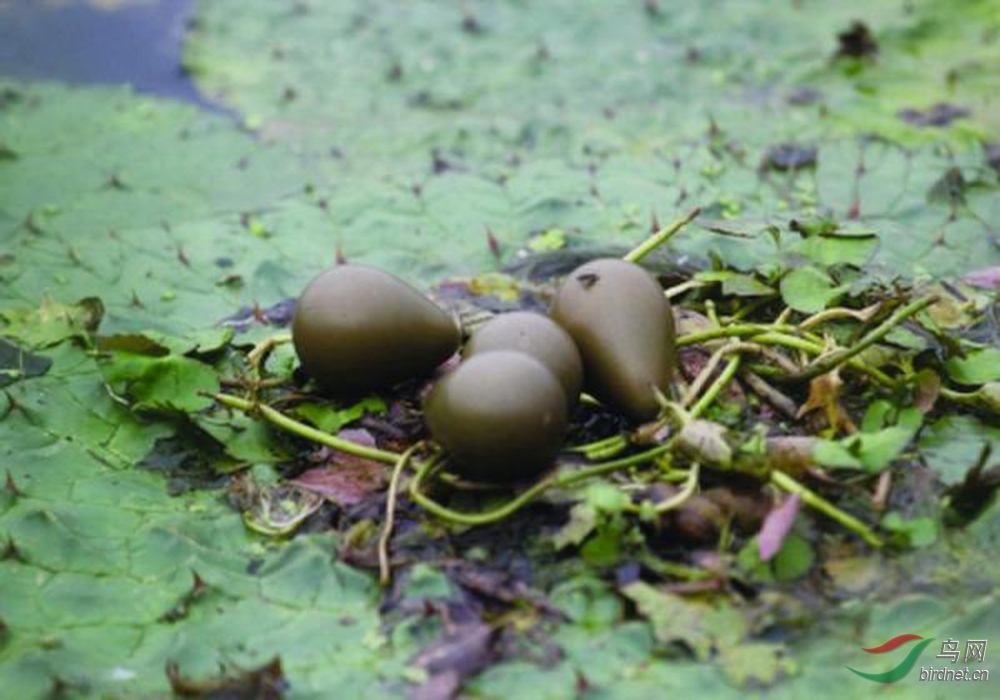 水雉是世界珍稀鳥類但武漢楊春湖卻因非法捕魚政府管控不力使得它們