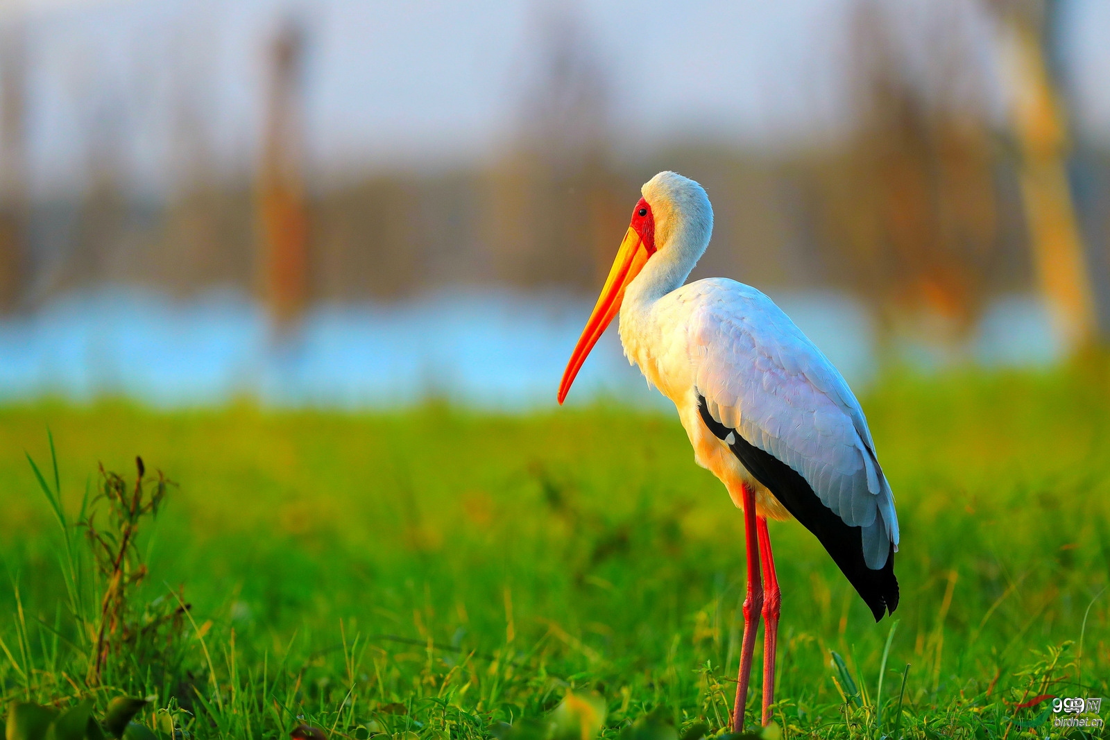 再发非洲黄嘴鹳鹤