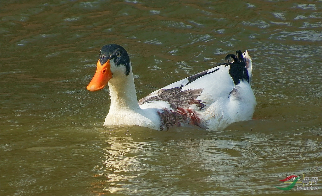 DSCF2648СС.jpg