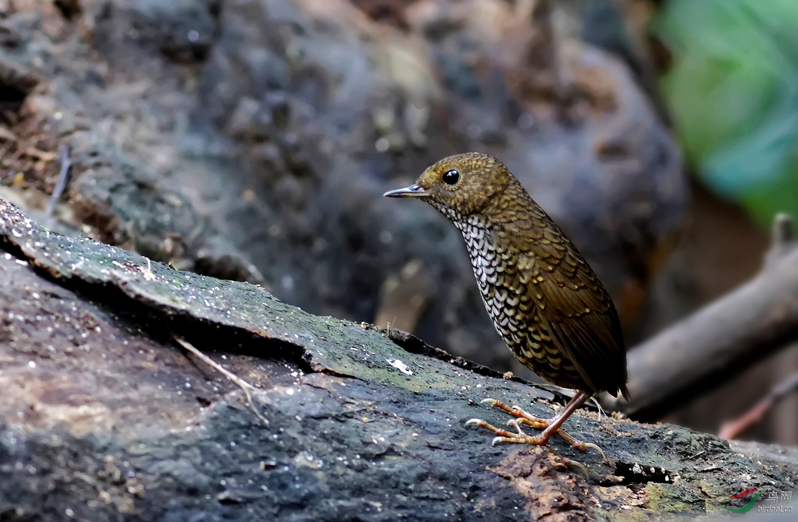 在阴暗恶劣环境中顽强生存的鸟儿小鳞胸鹪鹛