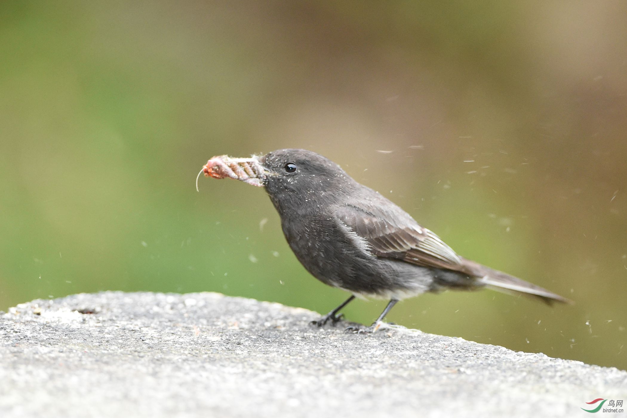 黑长尾霸鹟