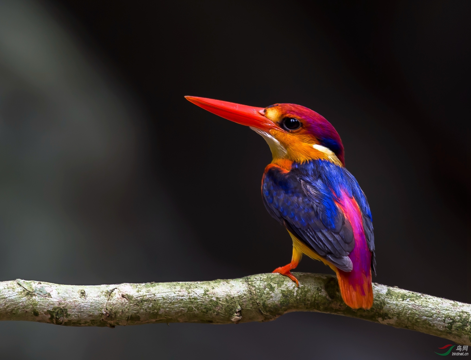 三趾翠鸟三趾翠鸟贺获首页每日精华