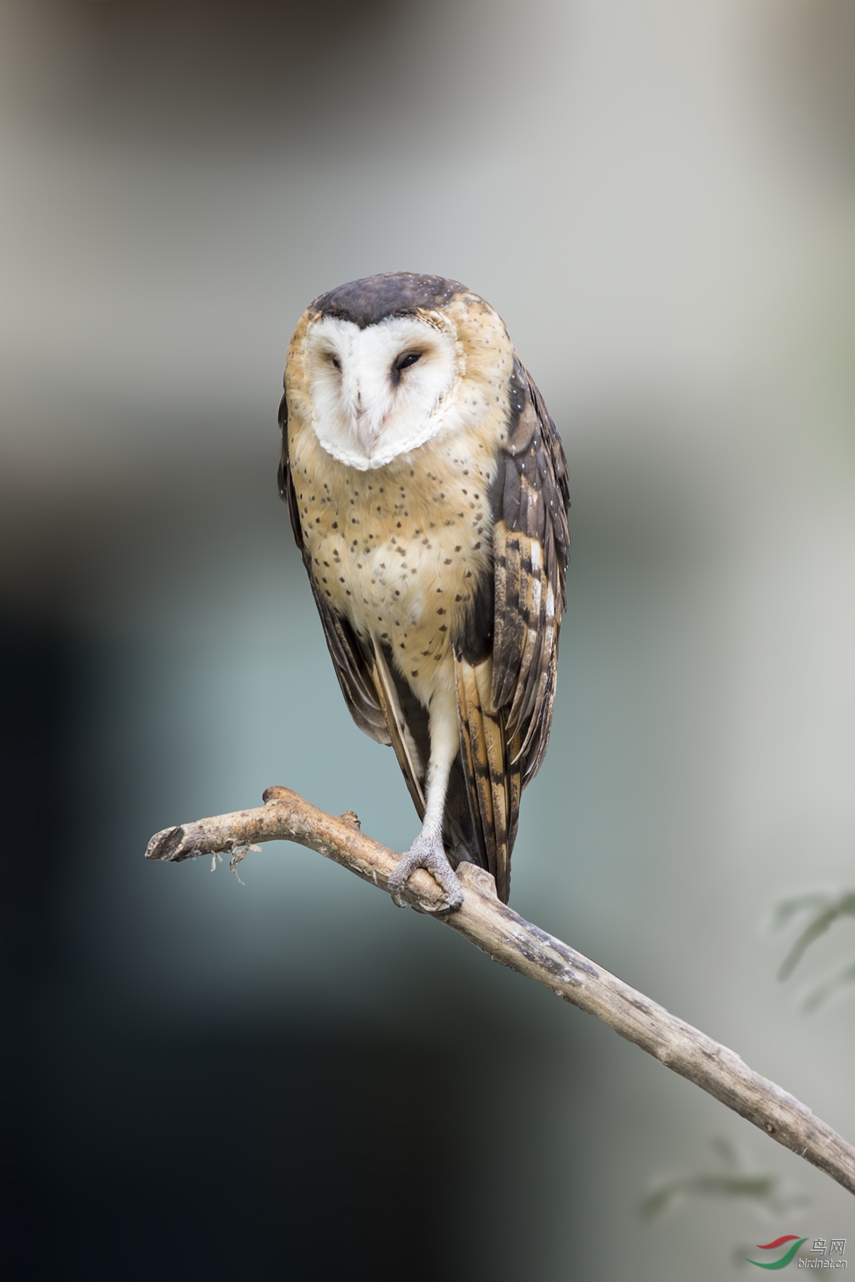 草鸮australasian grass owl.jpg