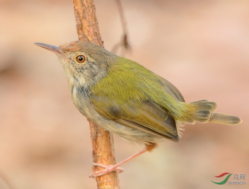 请教各位前辈 这是什么鸟