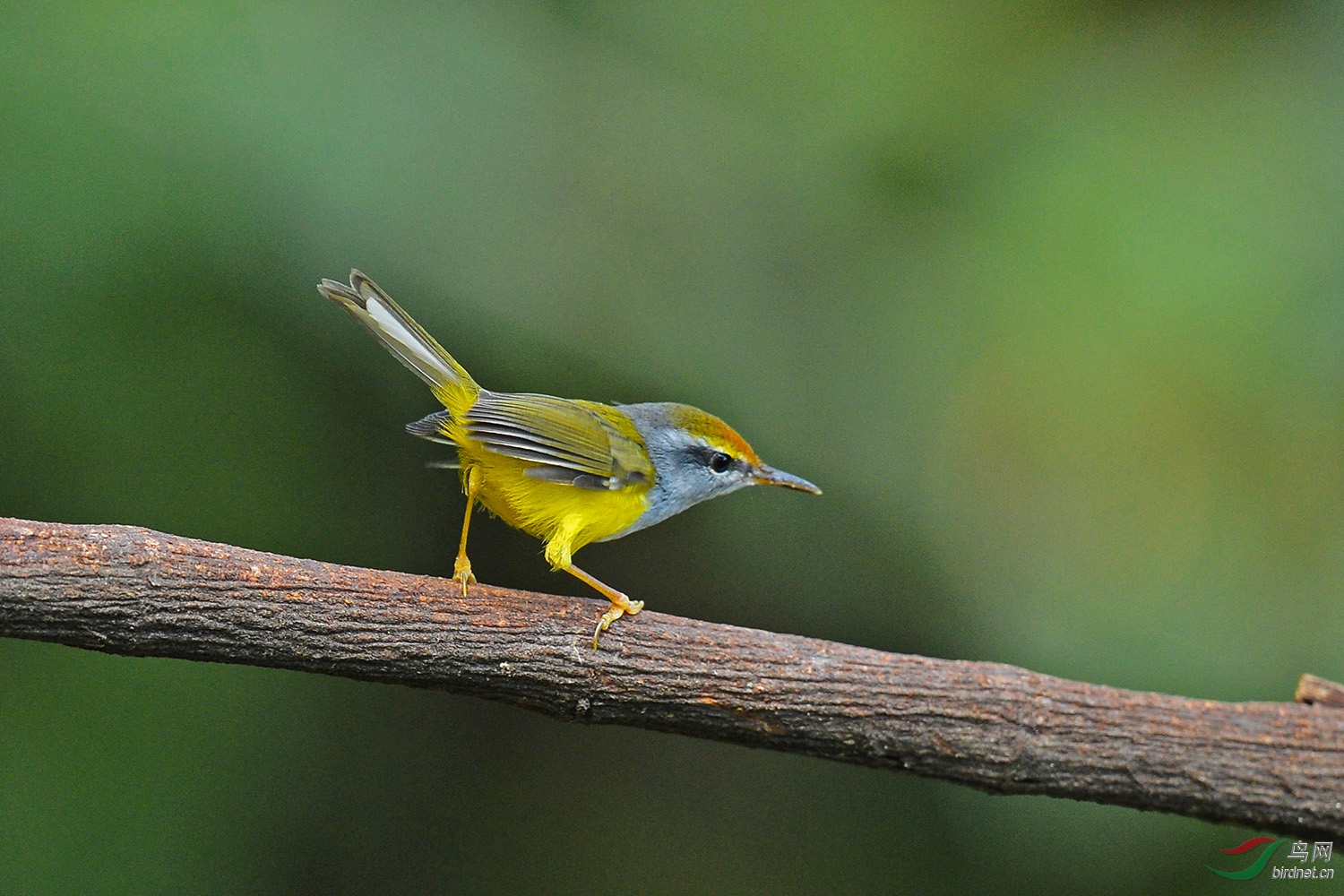 [林鸟] (栗头织叶莺)金头缝叶莺---(恭贺获首页精华)