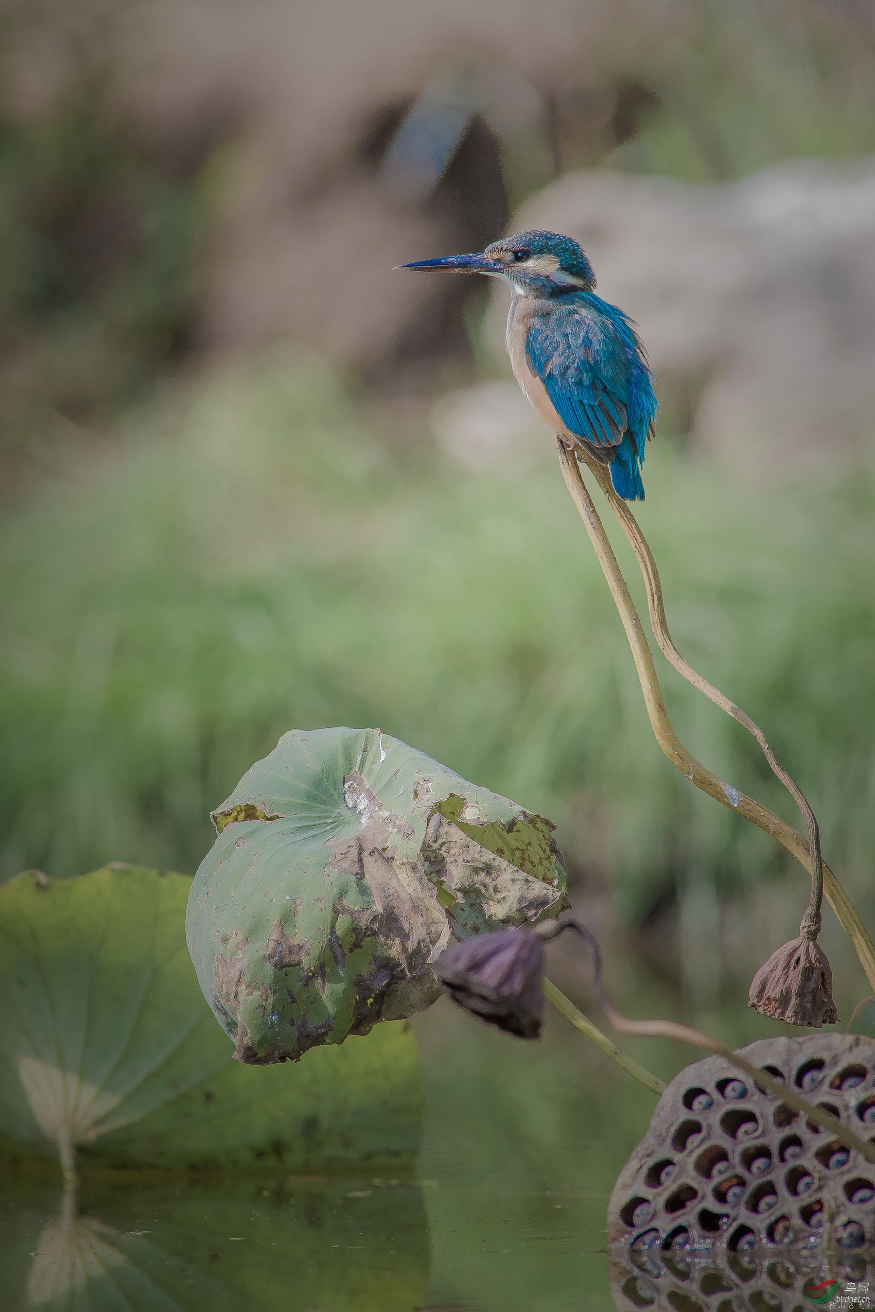 留得残荷停翠鸟