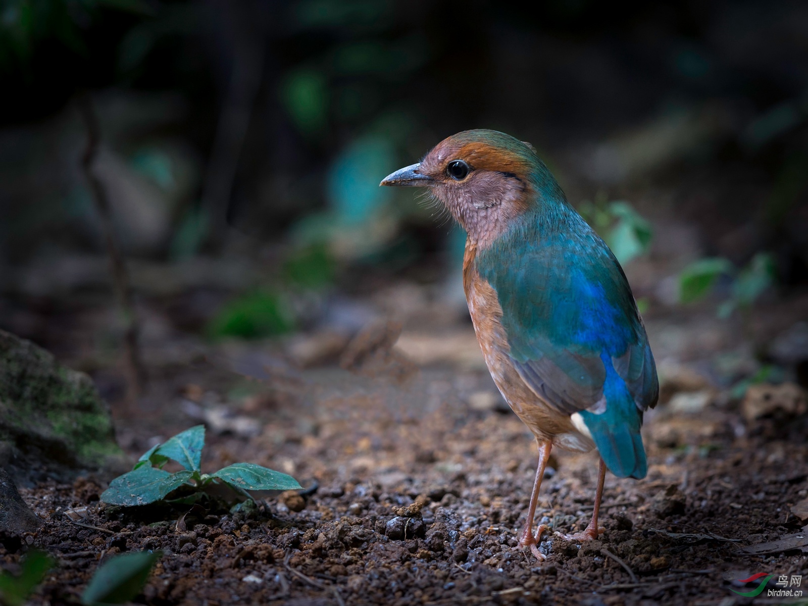 蓝背八色鸫——弄岗鸟明星之一