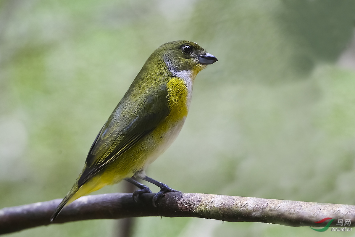 white-vented euphonia白臀歌雀g49c2683a副本.jpg