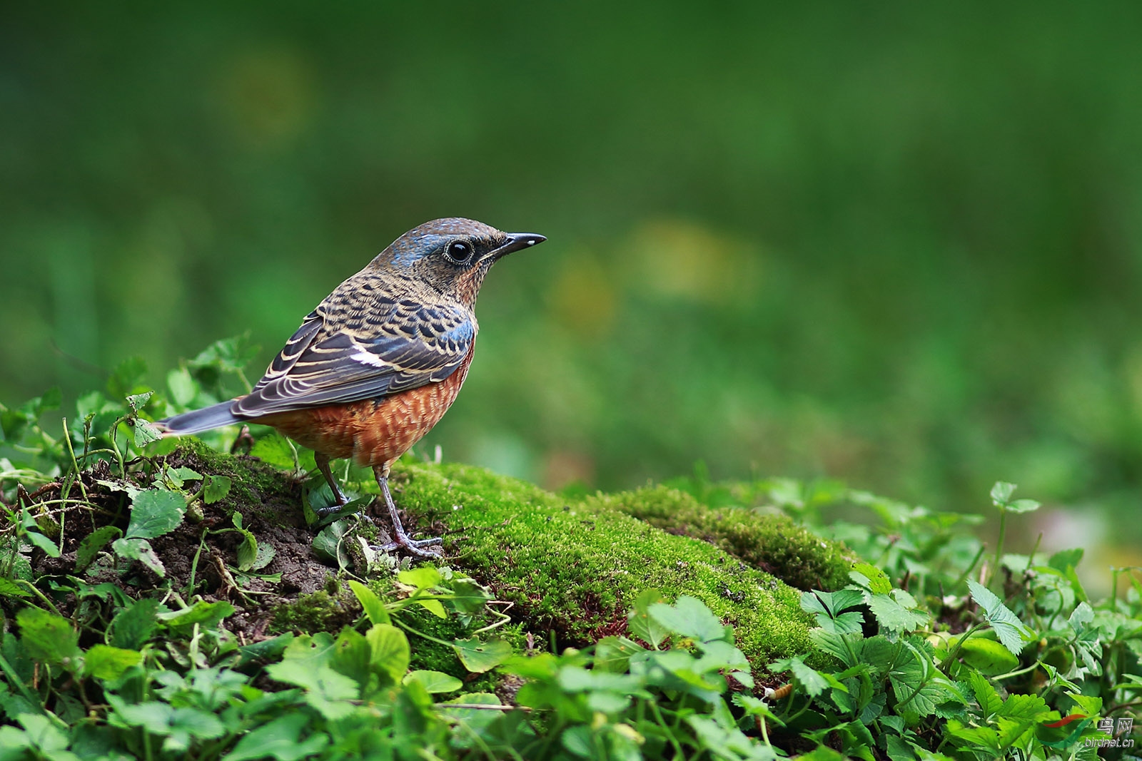 国庆长假凑热闹,动物园拍小鸟