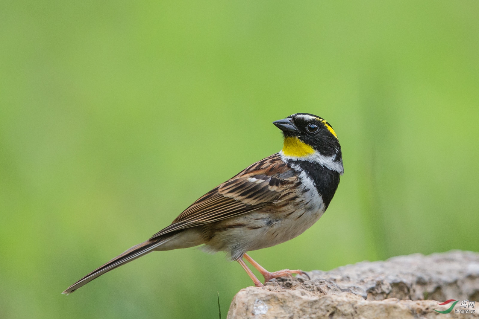 黄喉鹀黄喉鹀雄鸟贺获首页每日精华