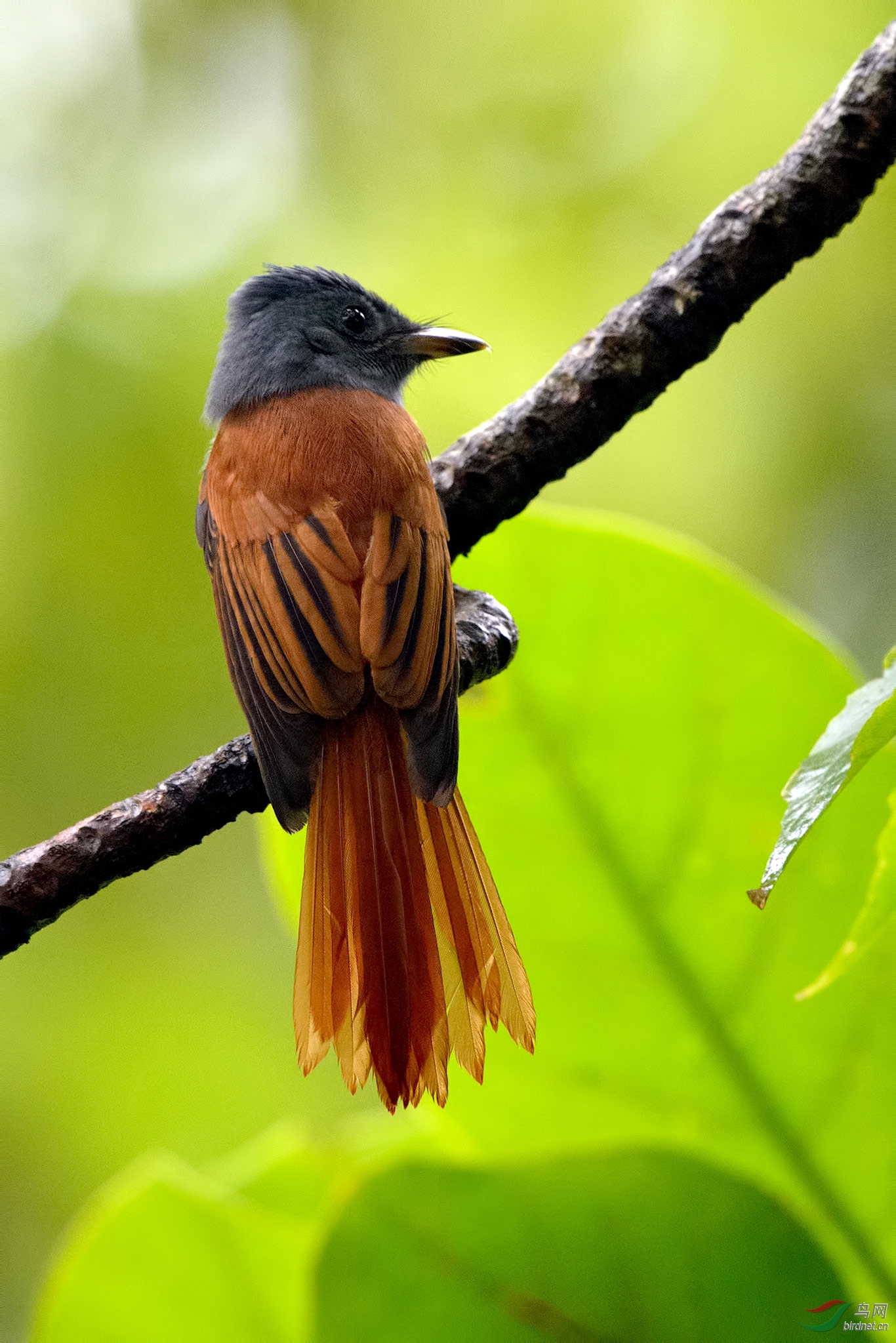 亚洲绶带鸟asianparadiseflycatcher
