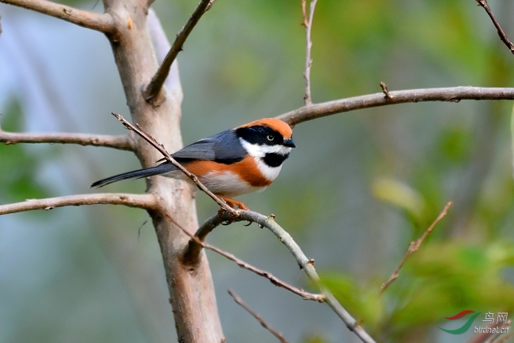 小老虎中国最小的鸟