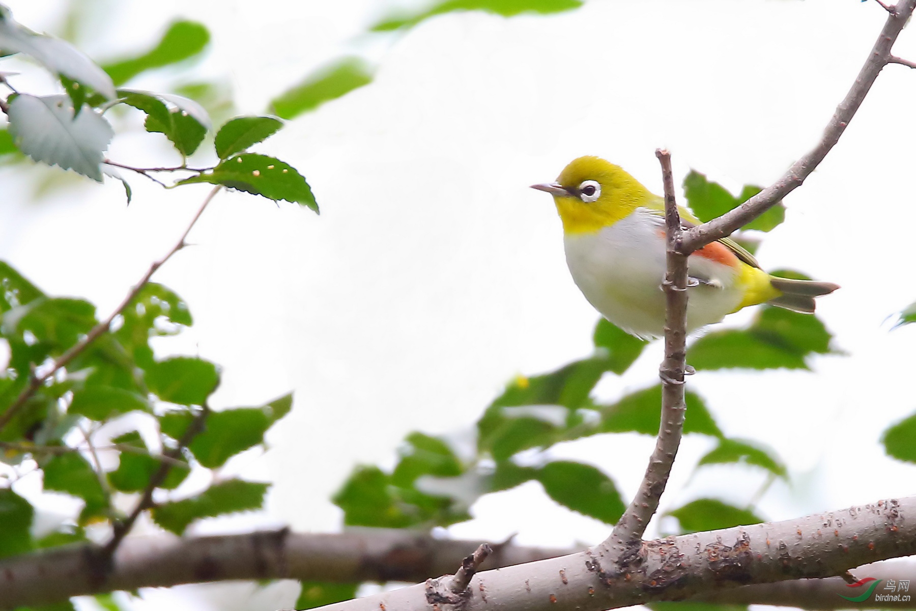 金色红胁绣眼鸟