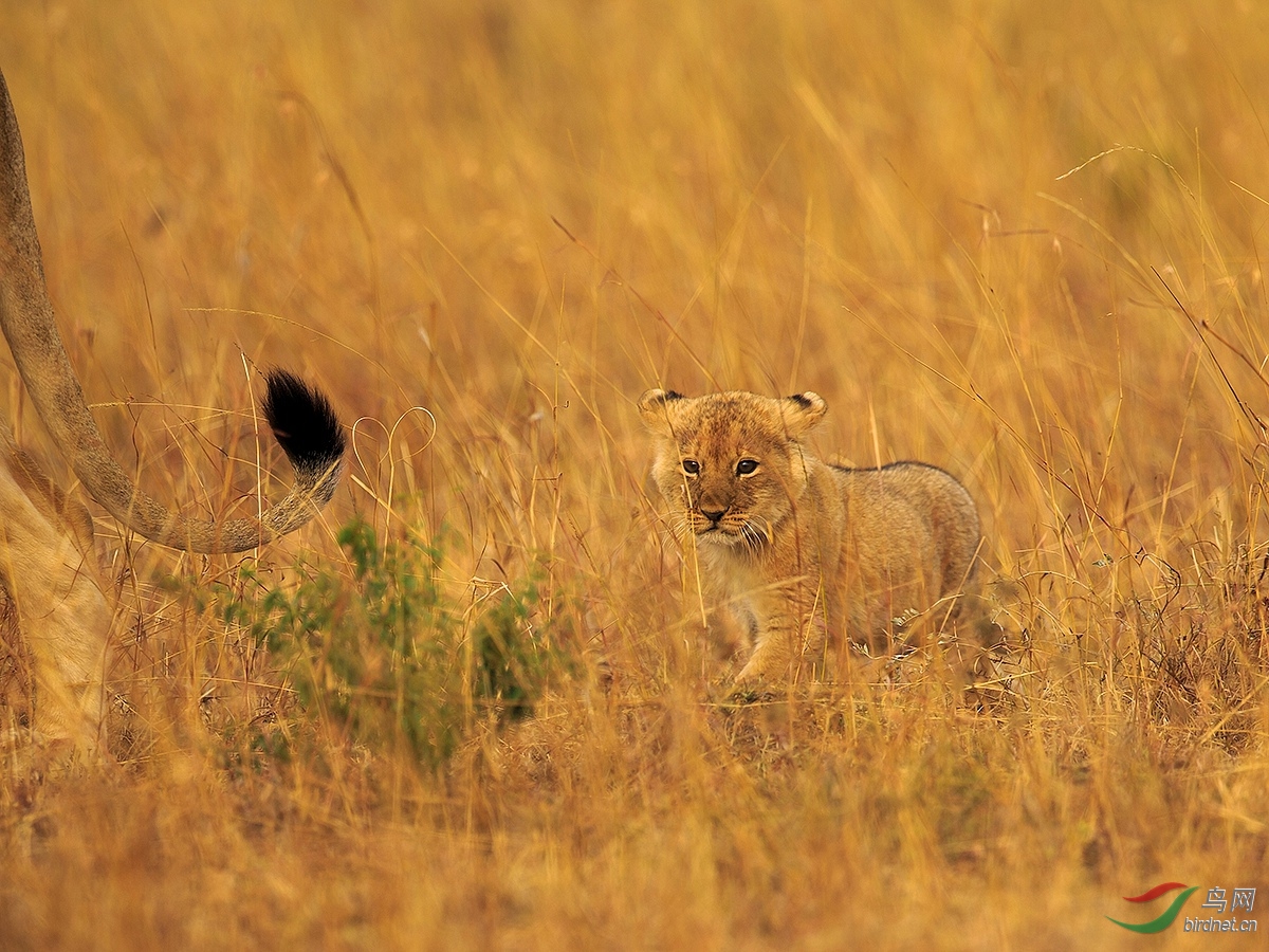 重阳节我是妈妈的小尾巴萌萌的非洲幼狮