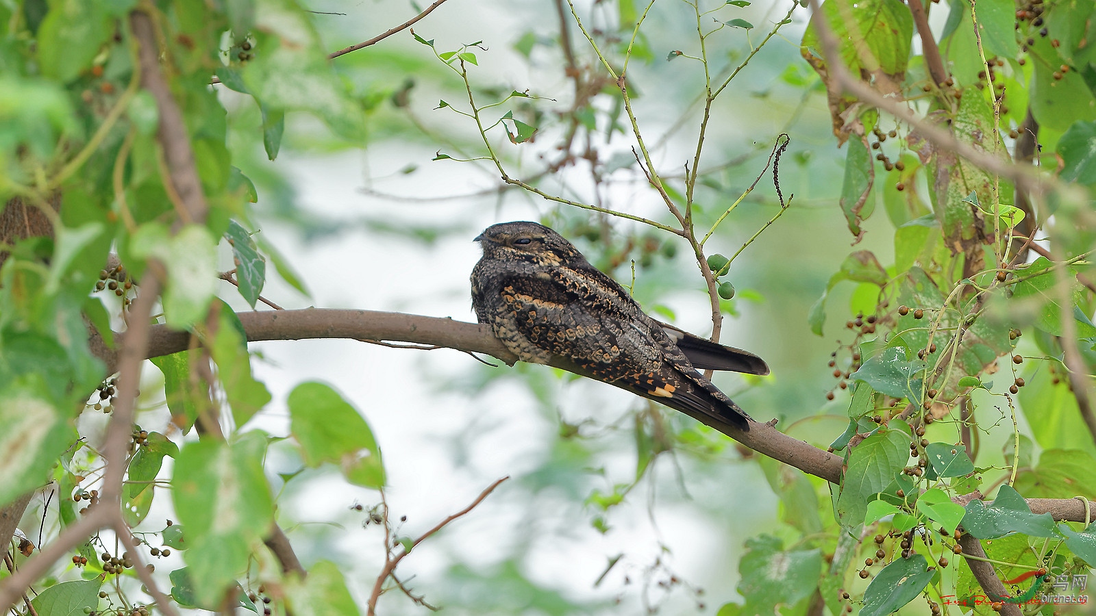 400doii大绿兔实拍欣赏