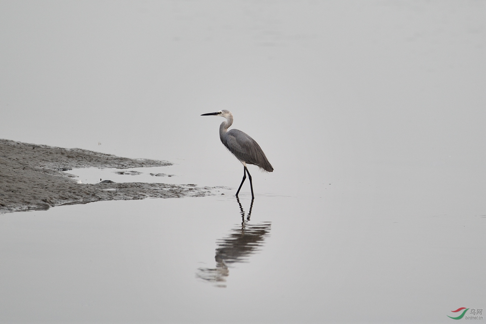 灰白鹭