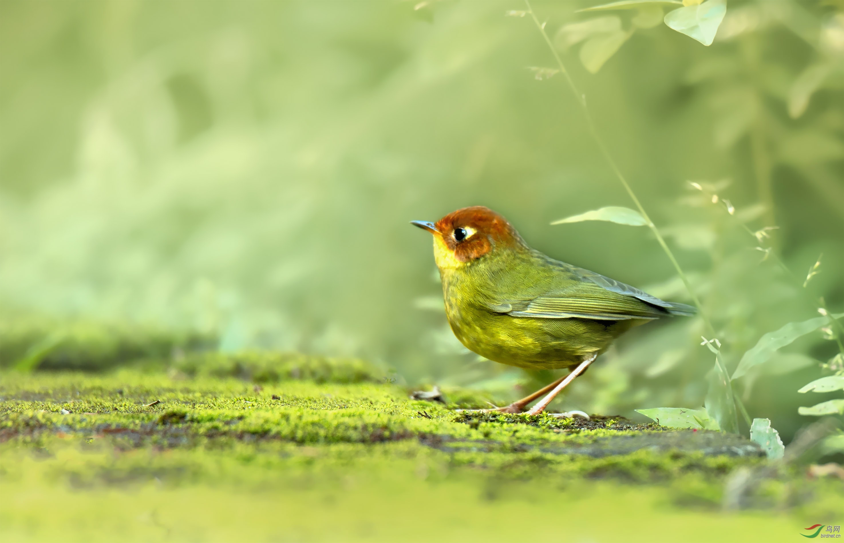 昨天拍的栗头地莺