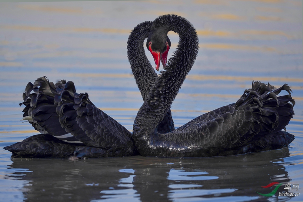 黑天鹅相爱有心