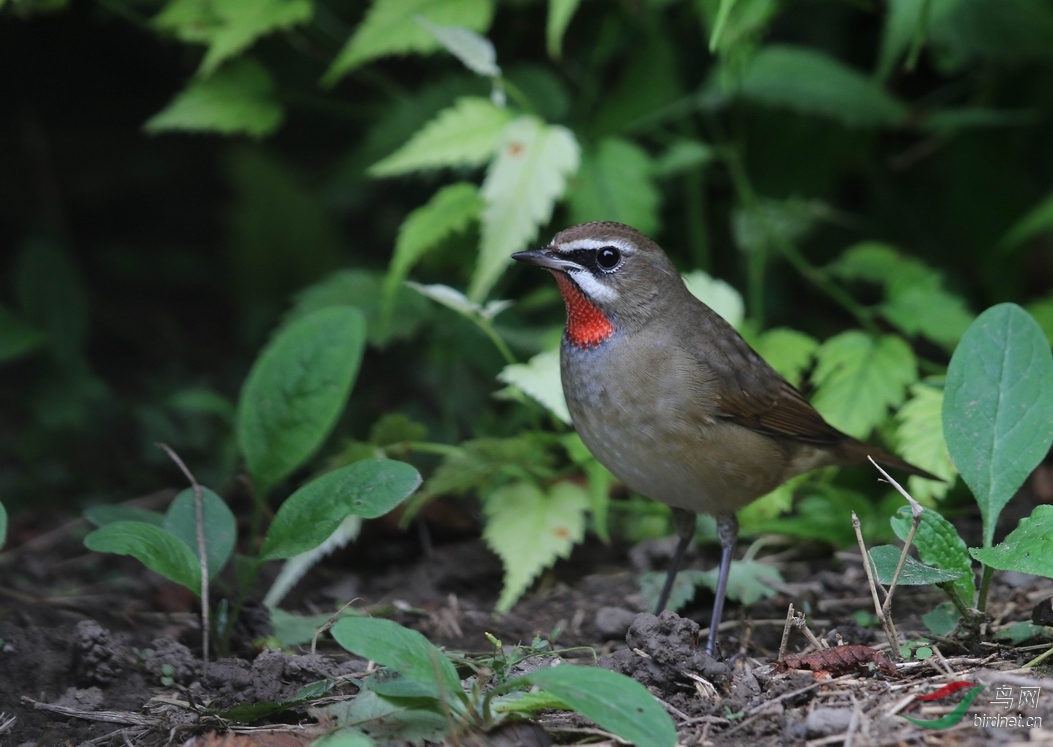 先侦察一番,左右都瞅到喽.
