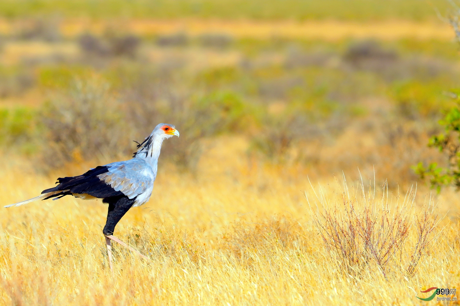 长发披肩美丽的非洲秘书鸟蛇鹫