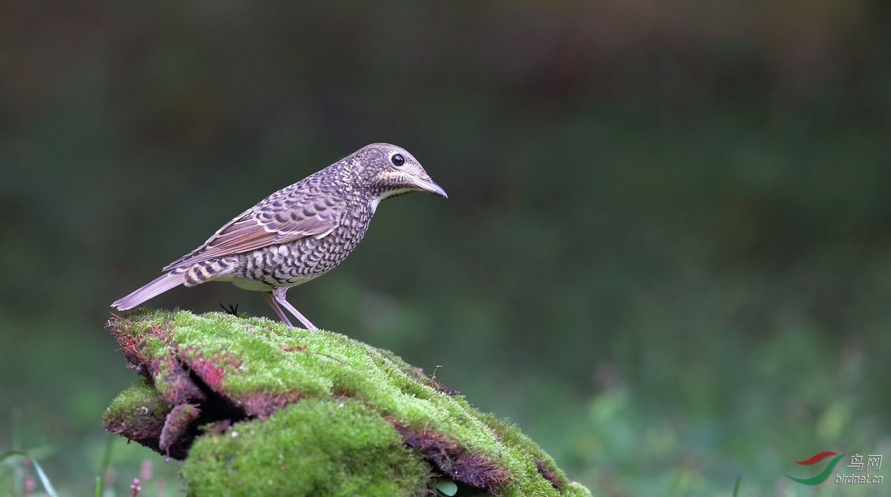 白喉矶鸫雌雄鸟
