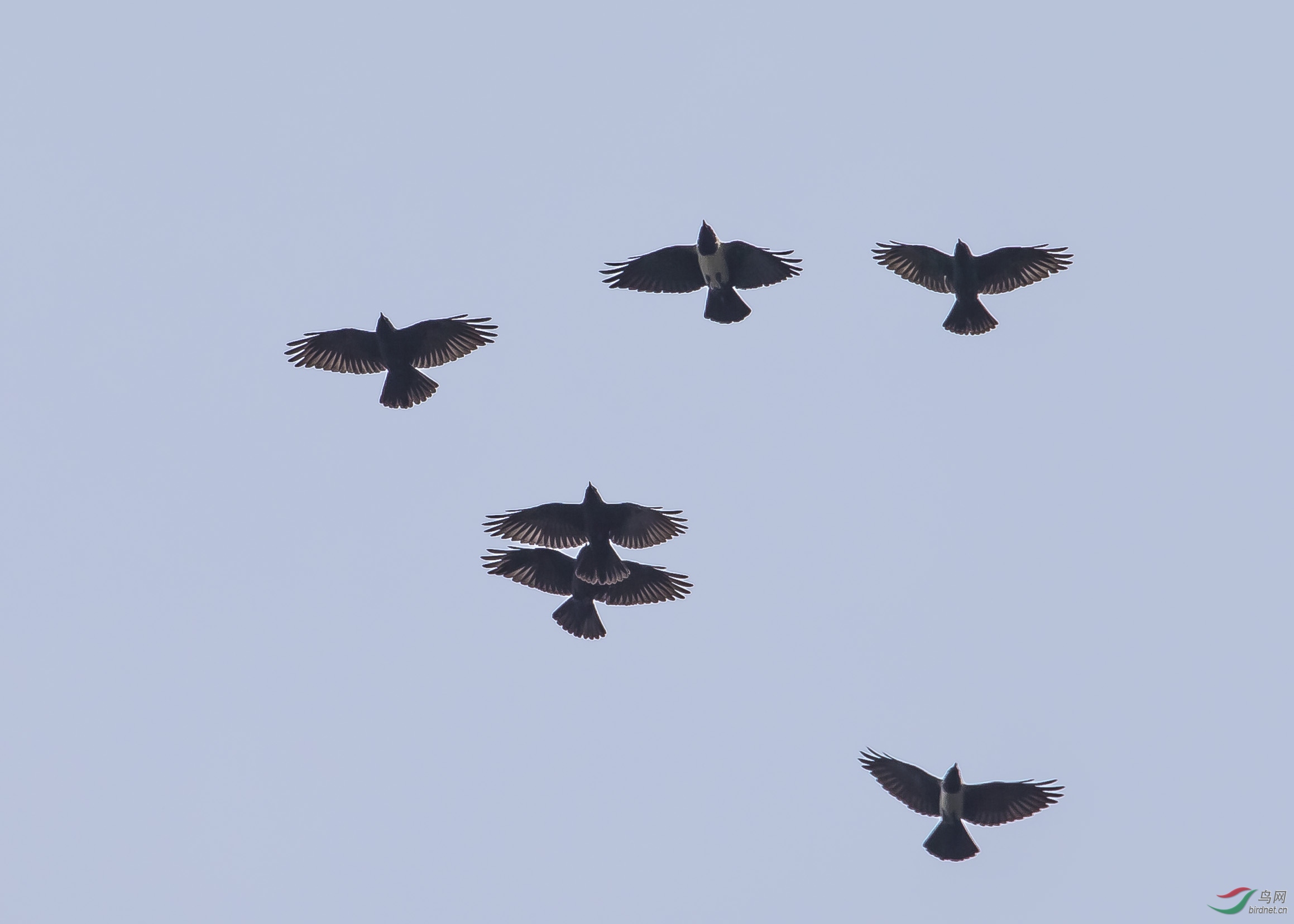 鸟讯——奥森上空出现数百只达乌里寒鸦