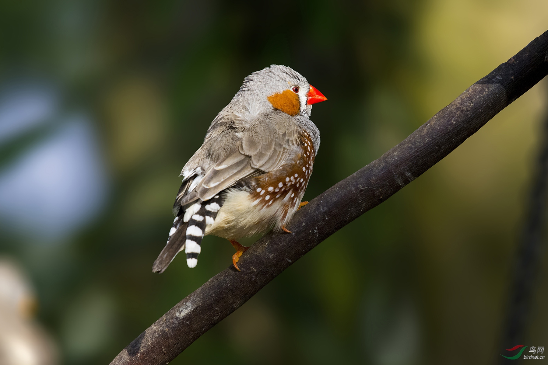 斑胸草雀zebrafinch161010