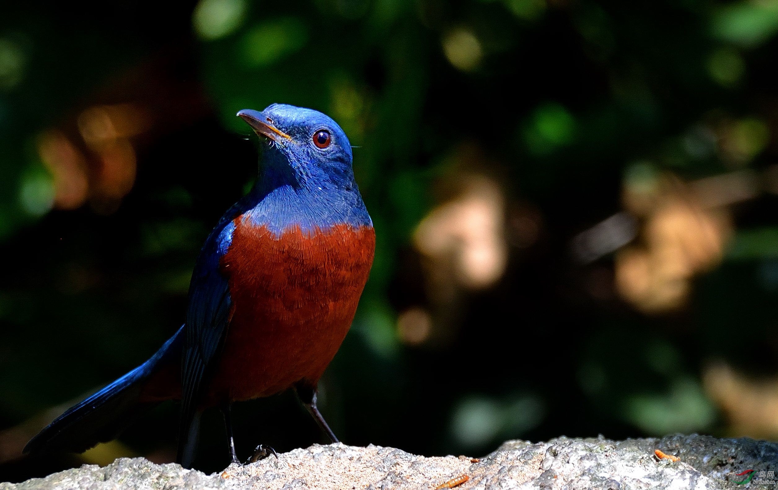 DSC_3867-1.jpg