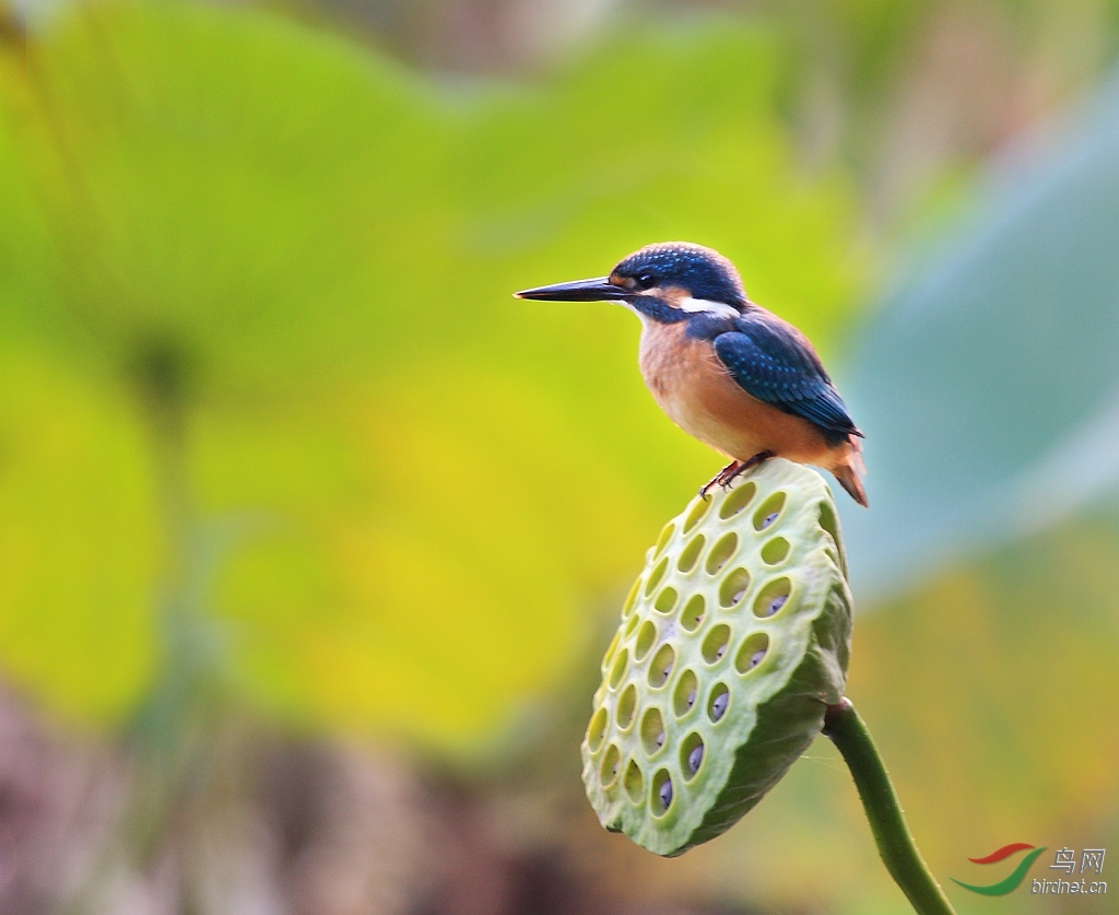 莲蓬翠鸟