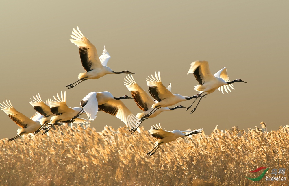 群鹤飞舞