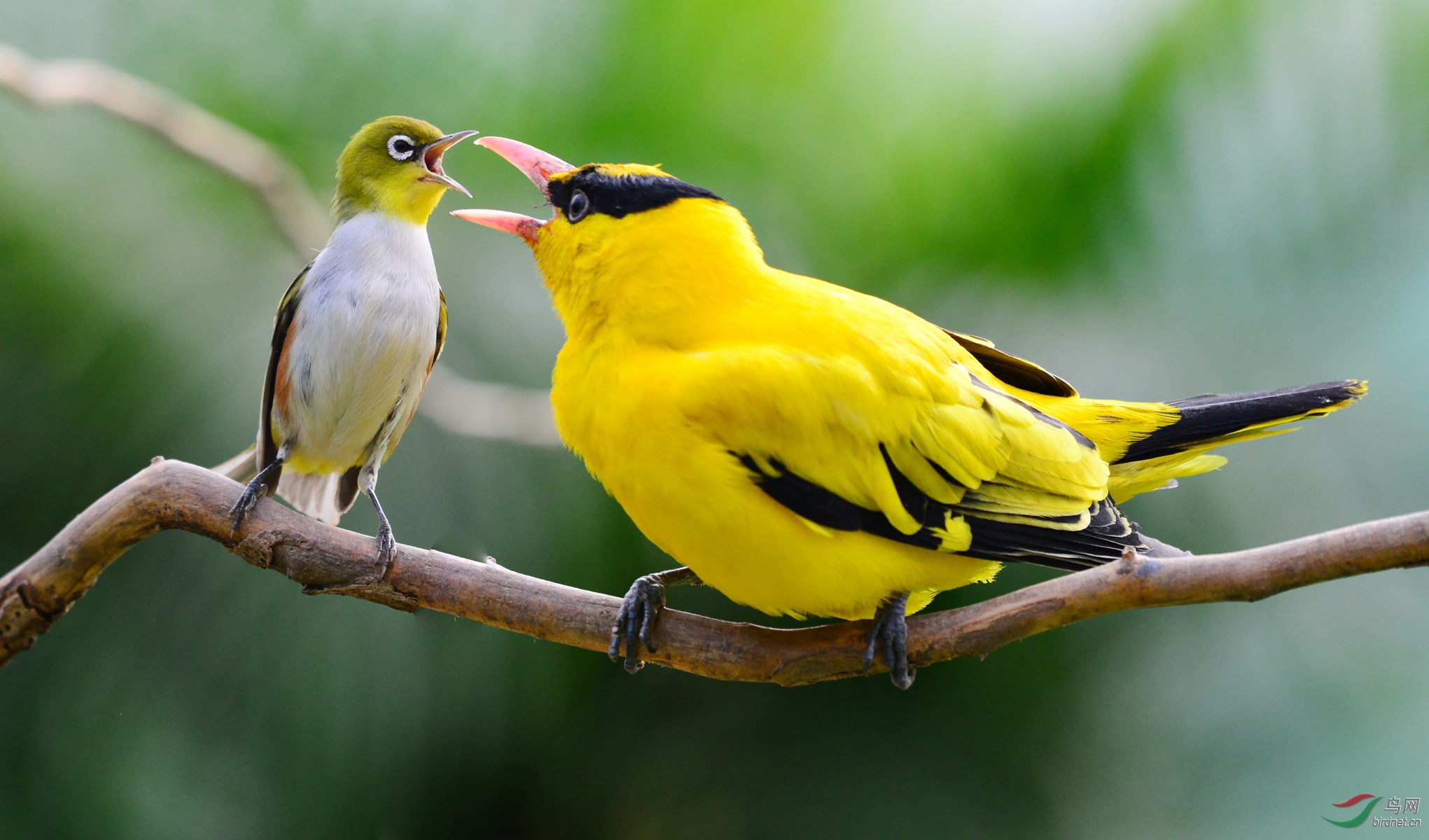 繡眼大罵黃鸝鳥