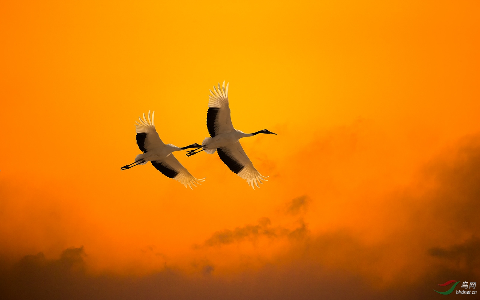 丹顶鹤晨鹤获首页精华