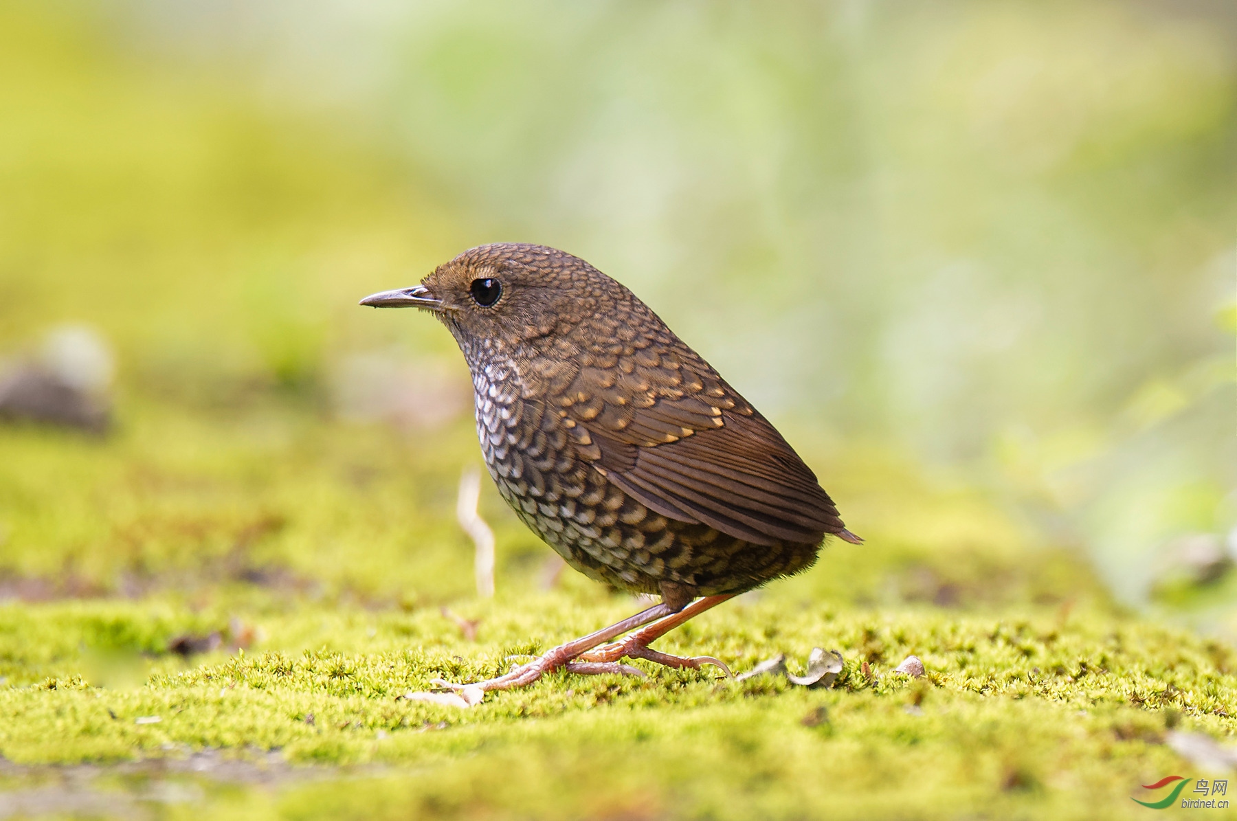 小鳞胸鹪鹛 (祝贺每日精华!