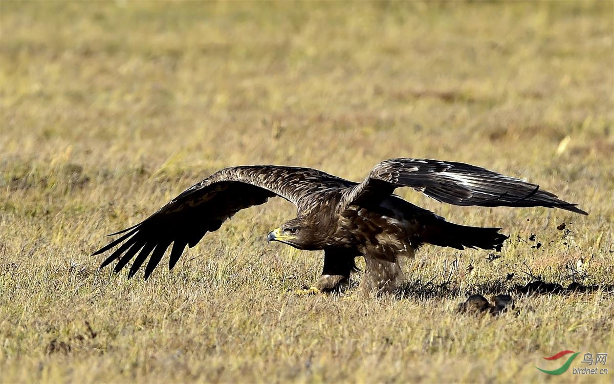 一副桀骜不驯的样子——霸气草原雕