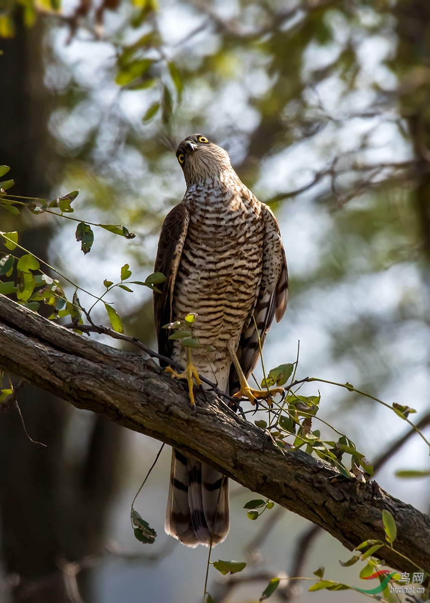 老铁山迁徙的松雀鹰
