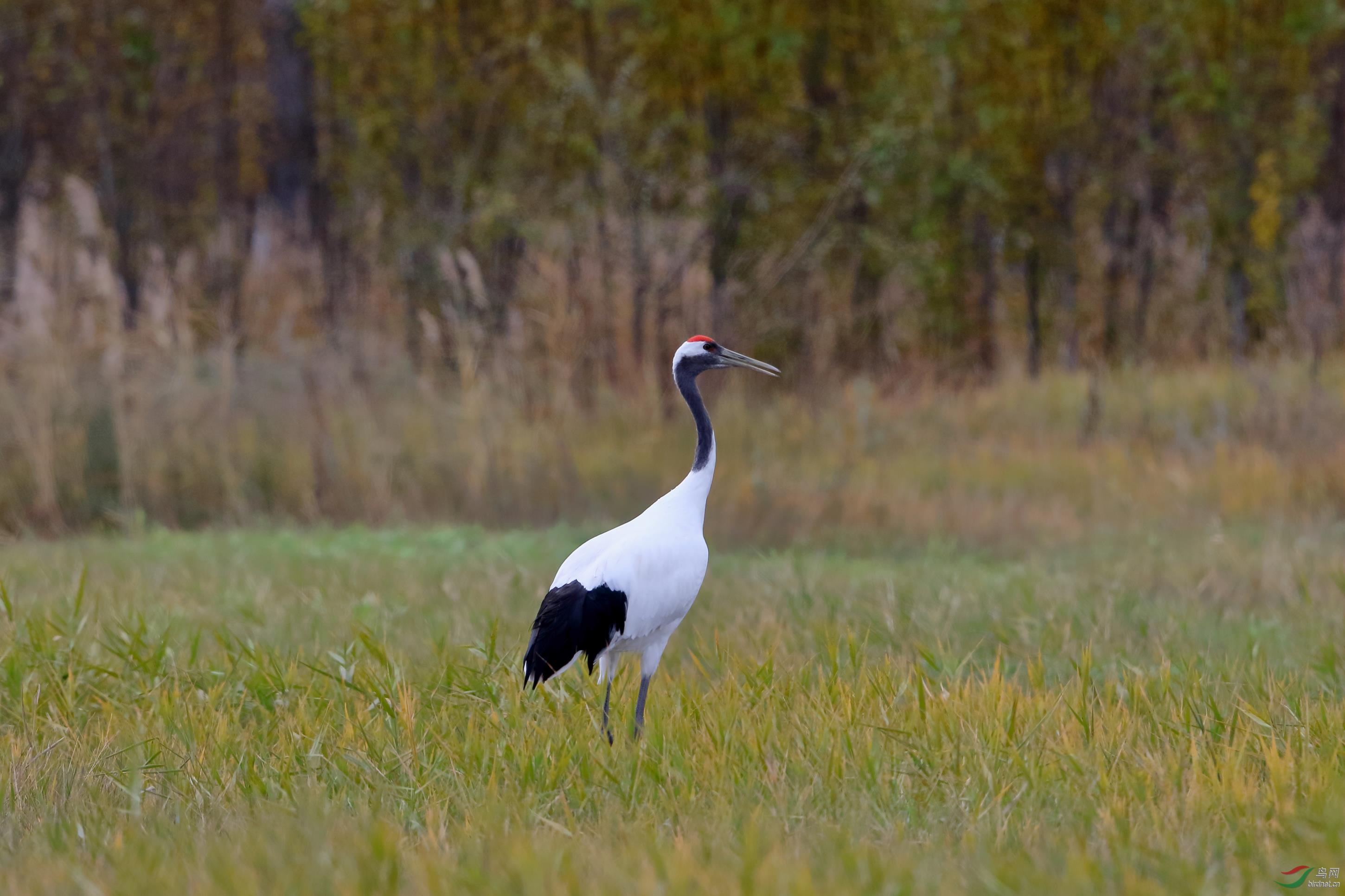 自然环境中的野生丹顶鹤