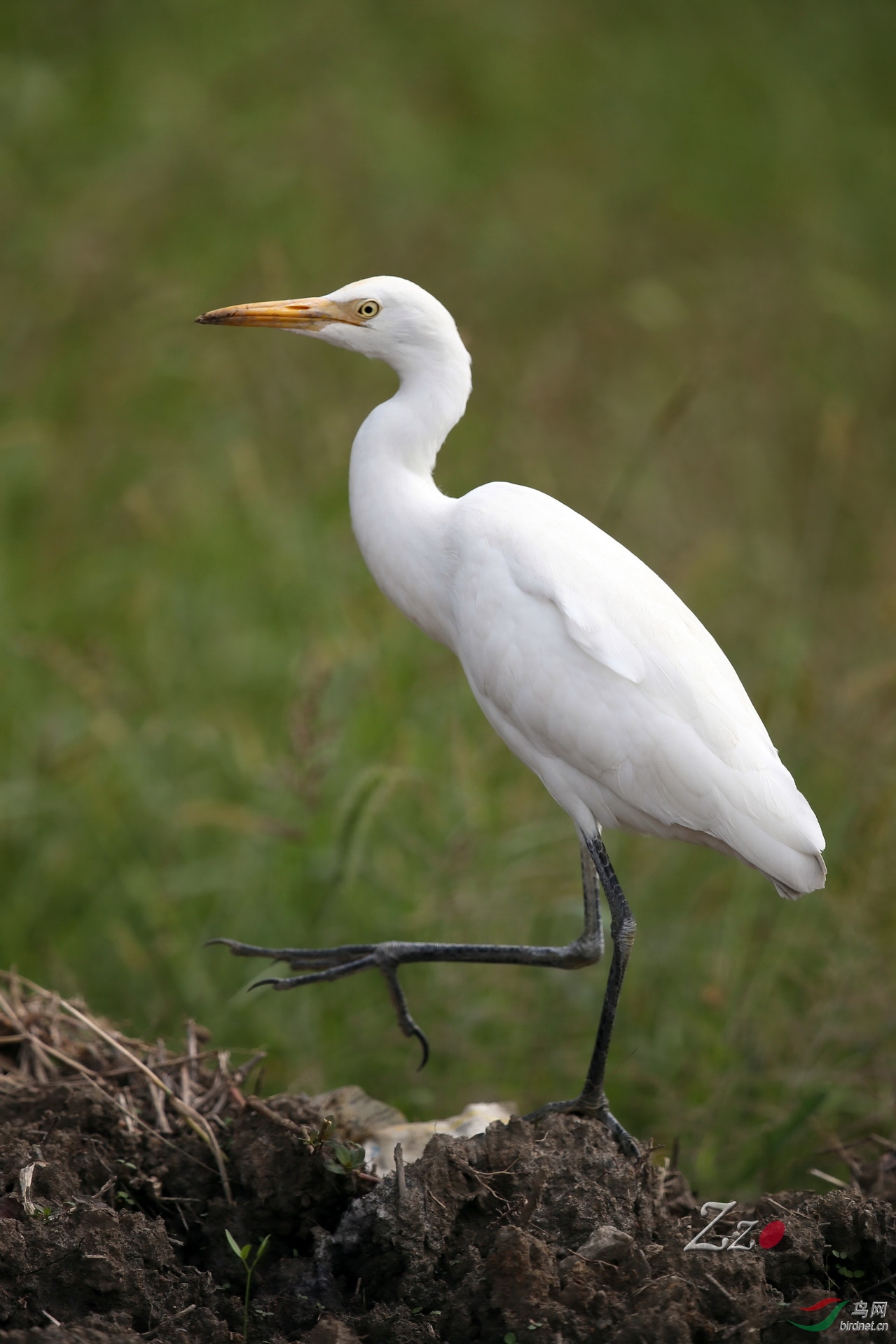 阳澄湖拍摄小白鹭