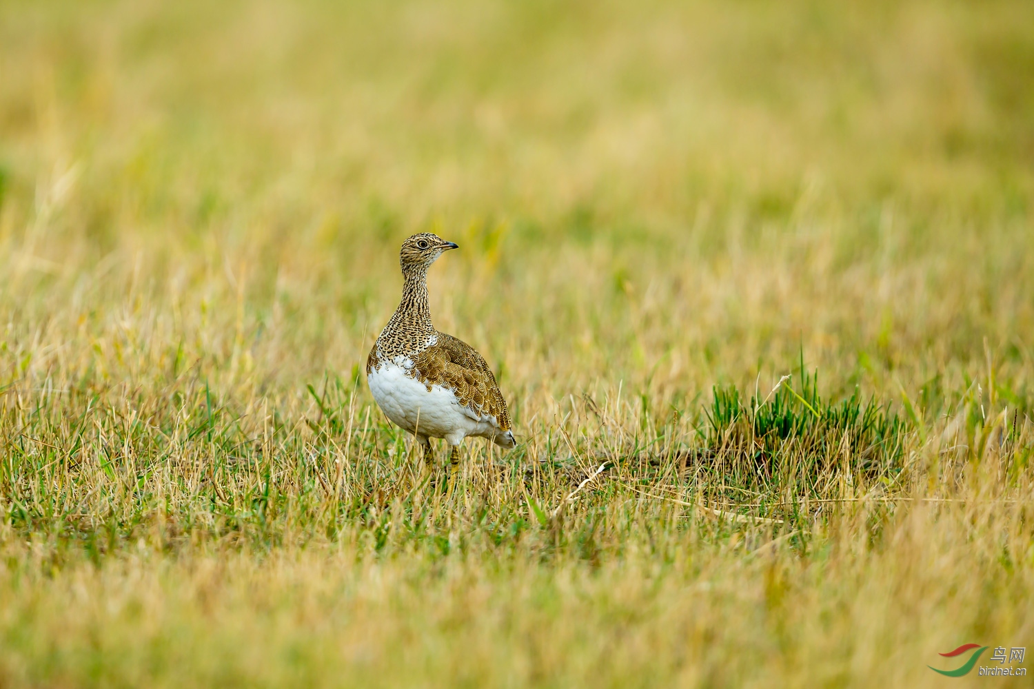 (小鸨)美丽的小鸨(贺老师佳作获首页精华)