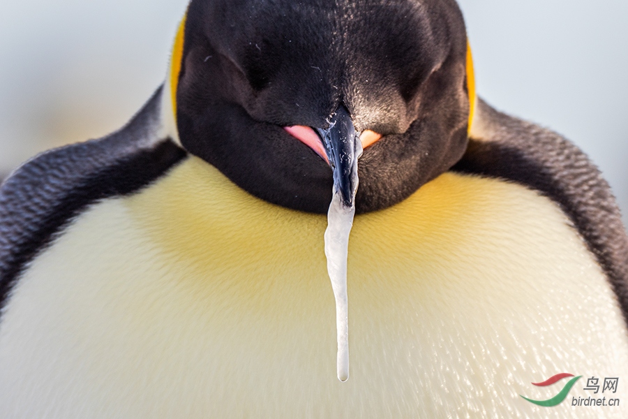 帝企鹅的嘴巴图片