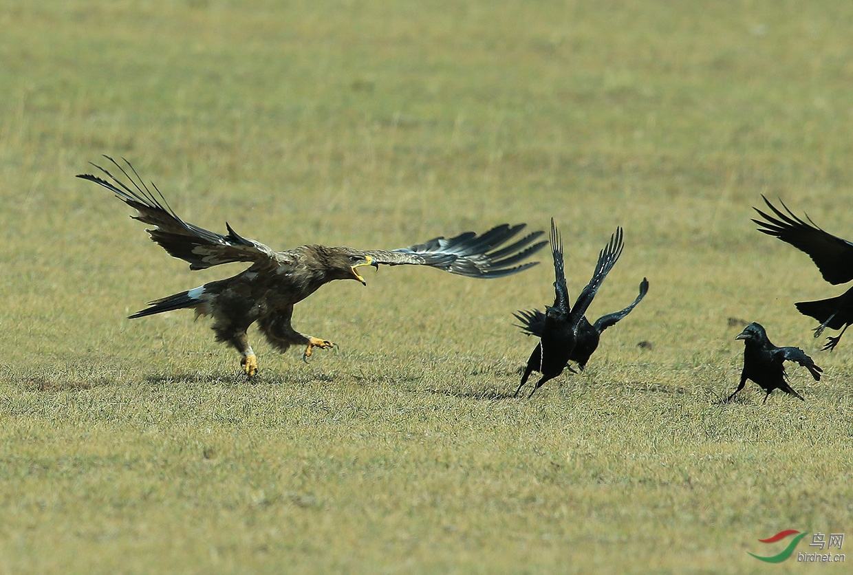 猛禽草原雕单打独斗