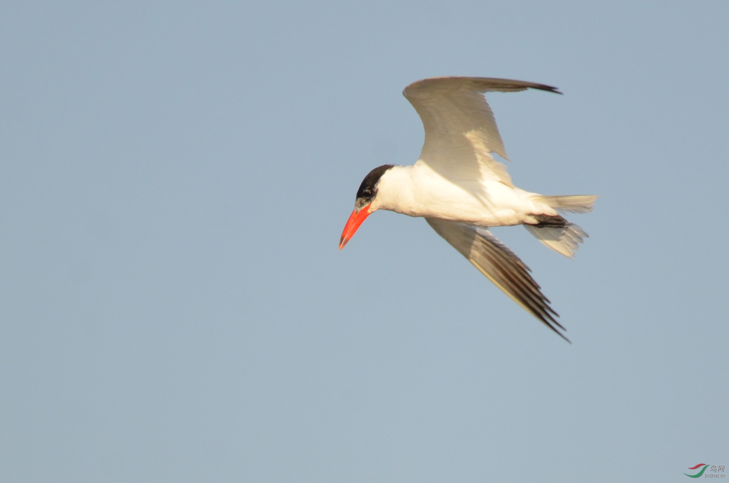 悬停觅食的红嘴巨鸥