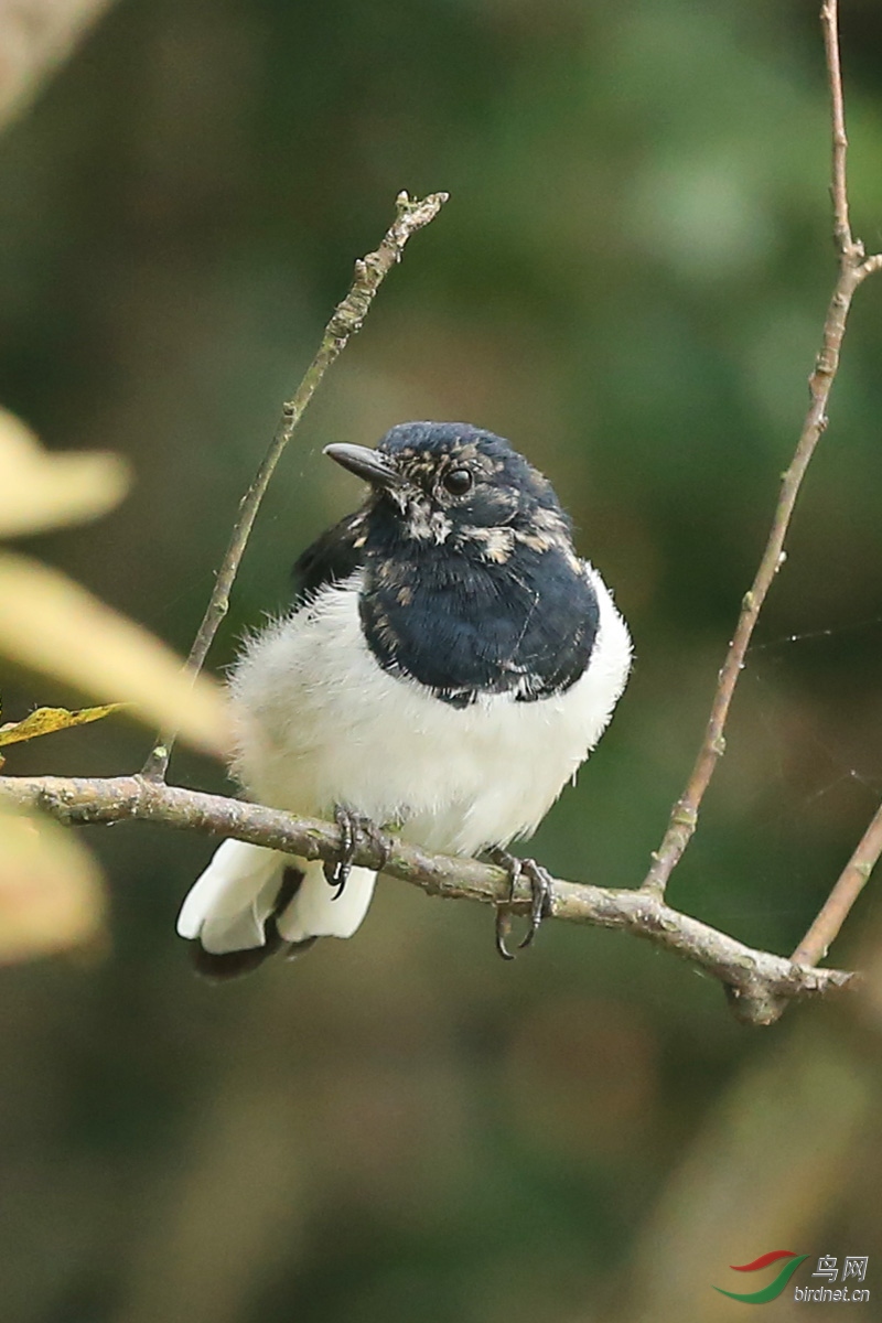 请教:这个小花脸是鹊鸲亚成鸟吗?多谢!