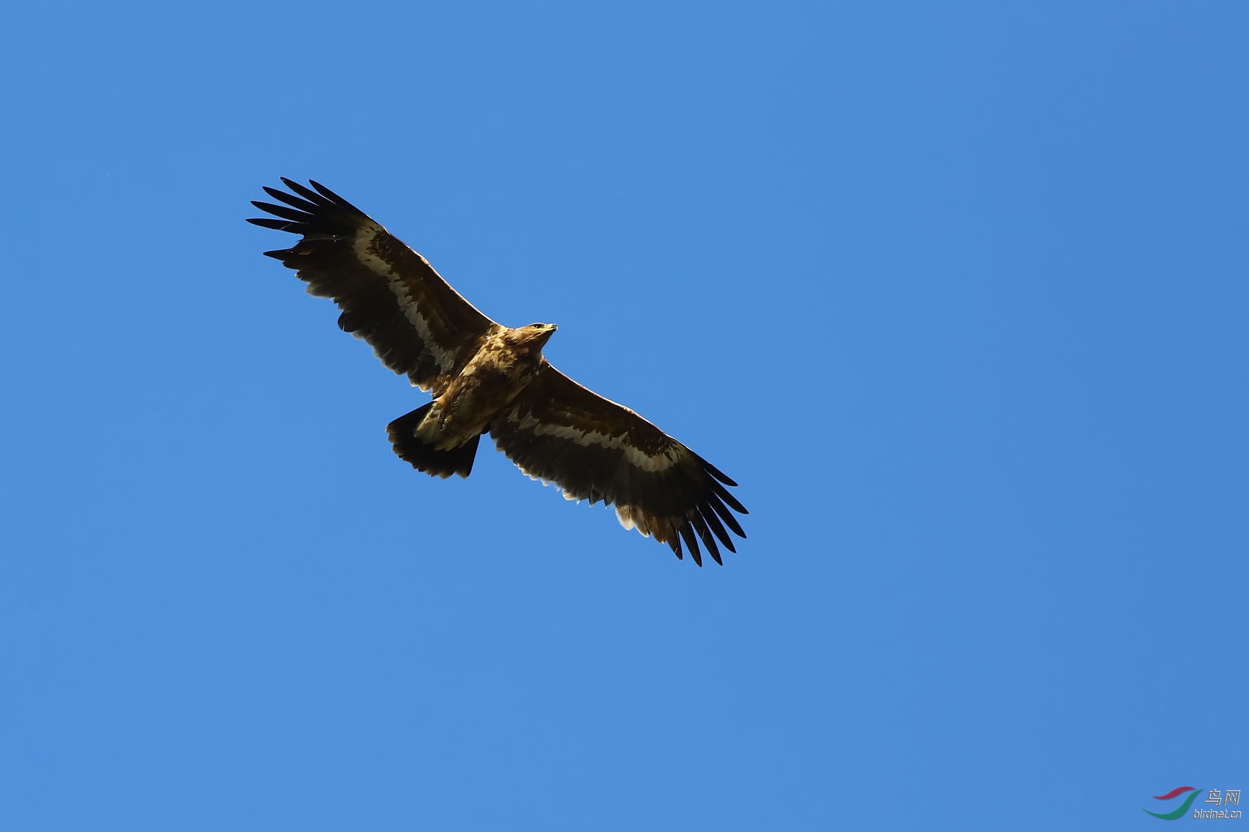雄鹰飞向蓝天的图片图片