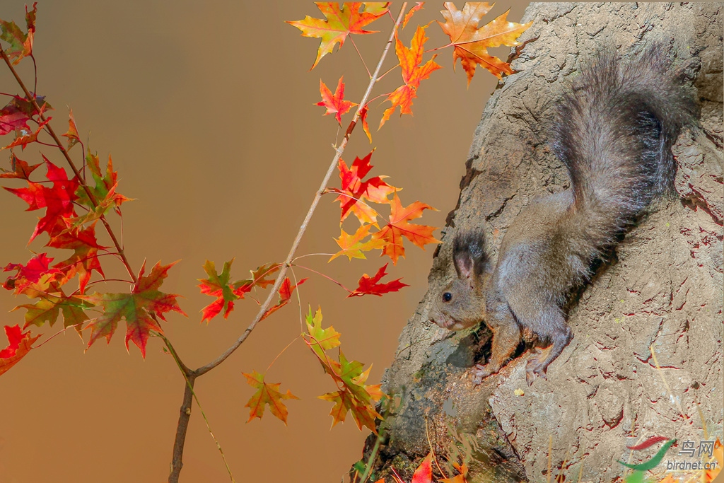 枫叶与松鼠