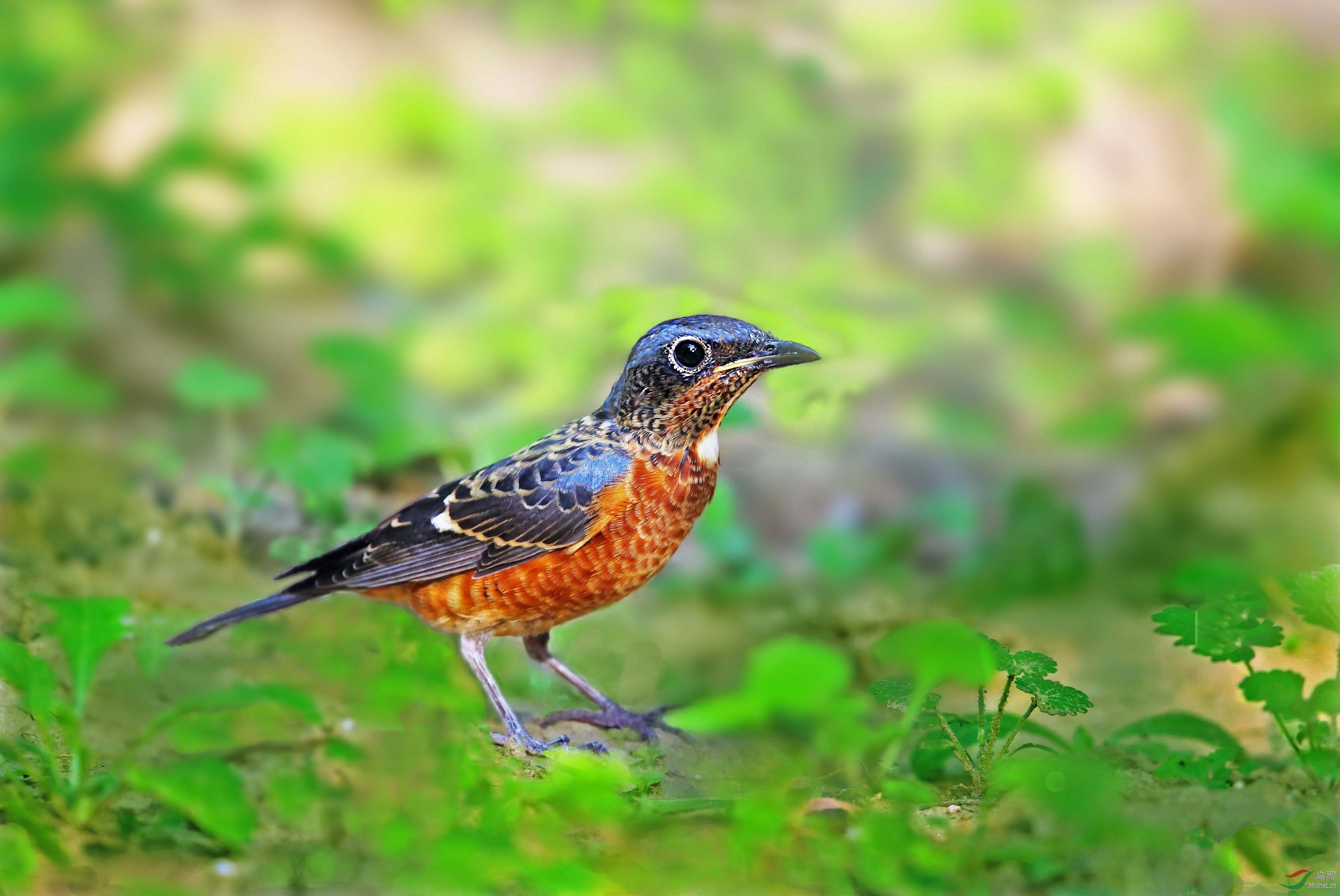 漂亮身材的白喉矶鸫