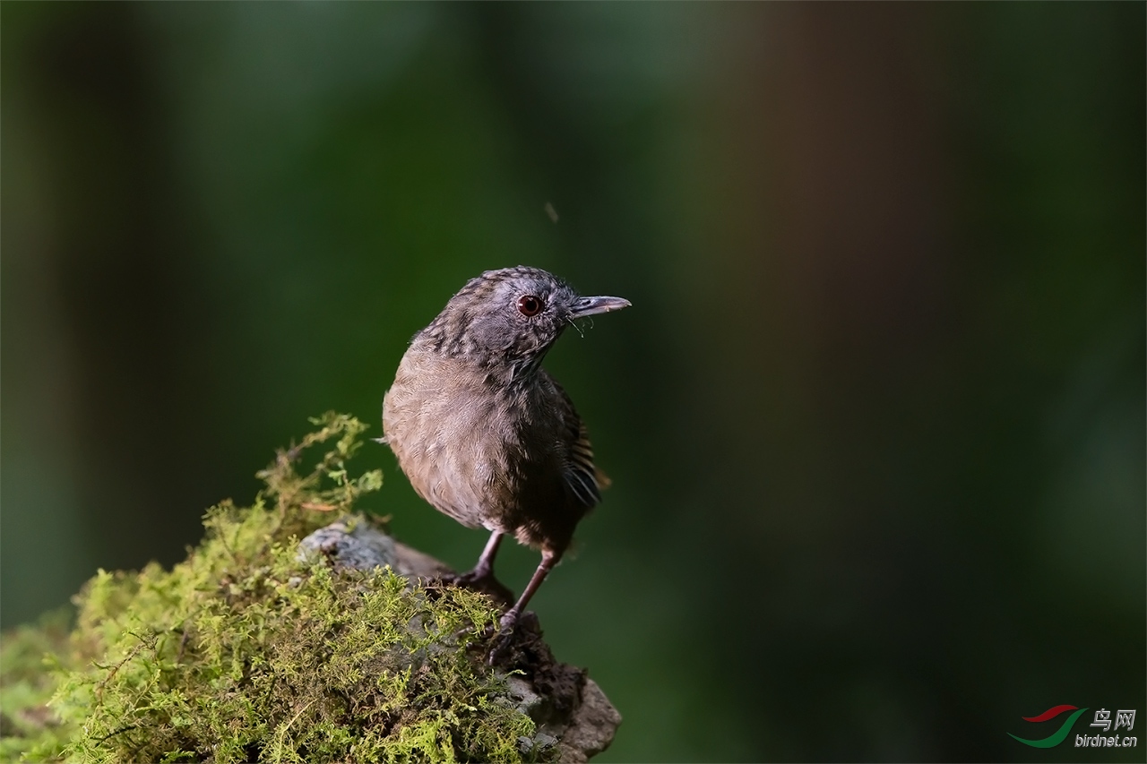 低光度林鸟拍摄尝试