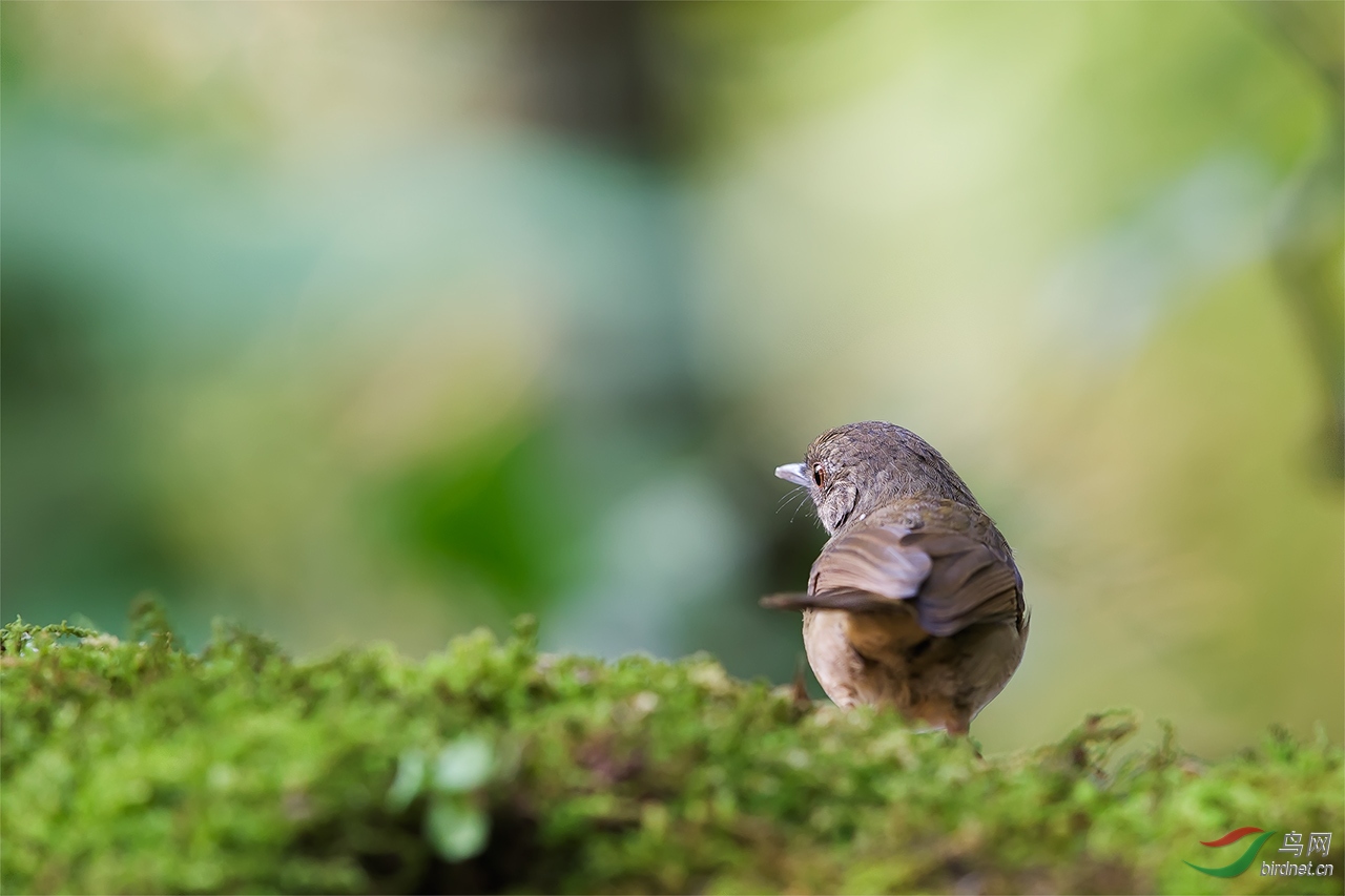 低光度林鸟拍摄尝试