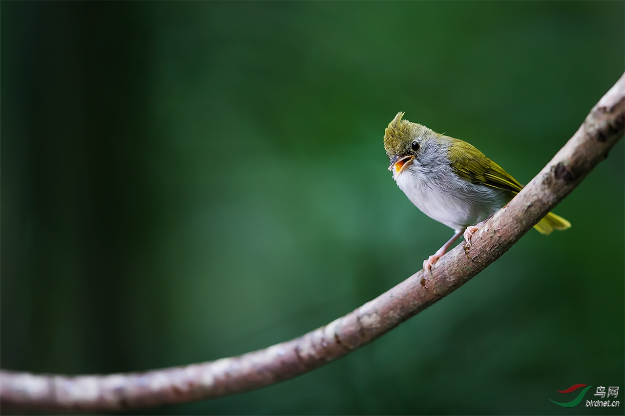 低光度林鸟拍摄尝试
