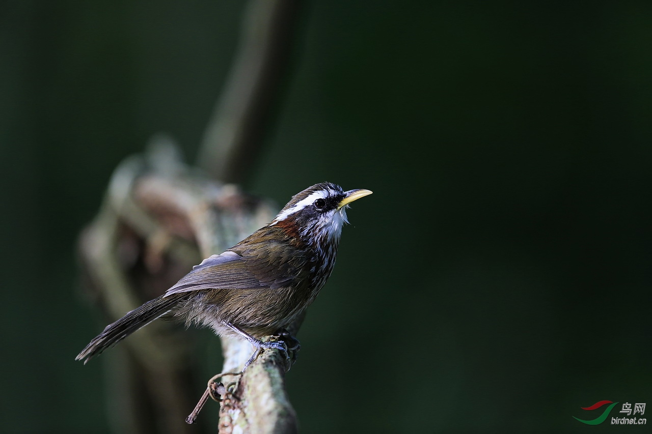 低光度林鸟拍摄尝试