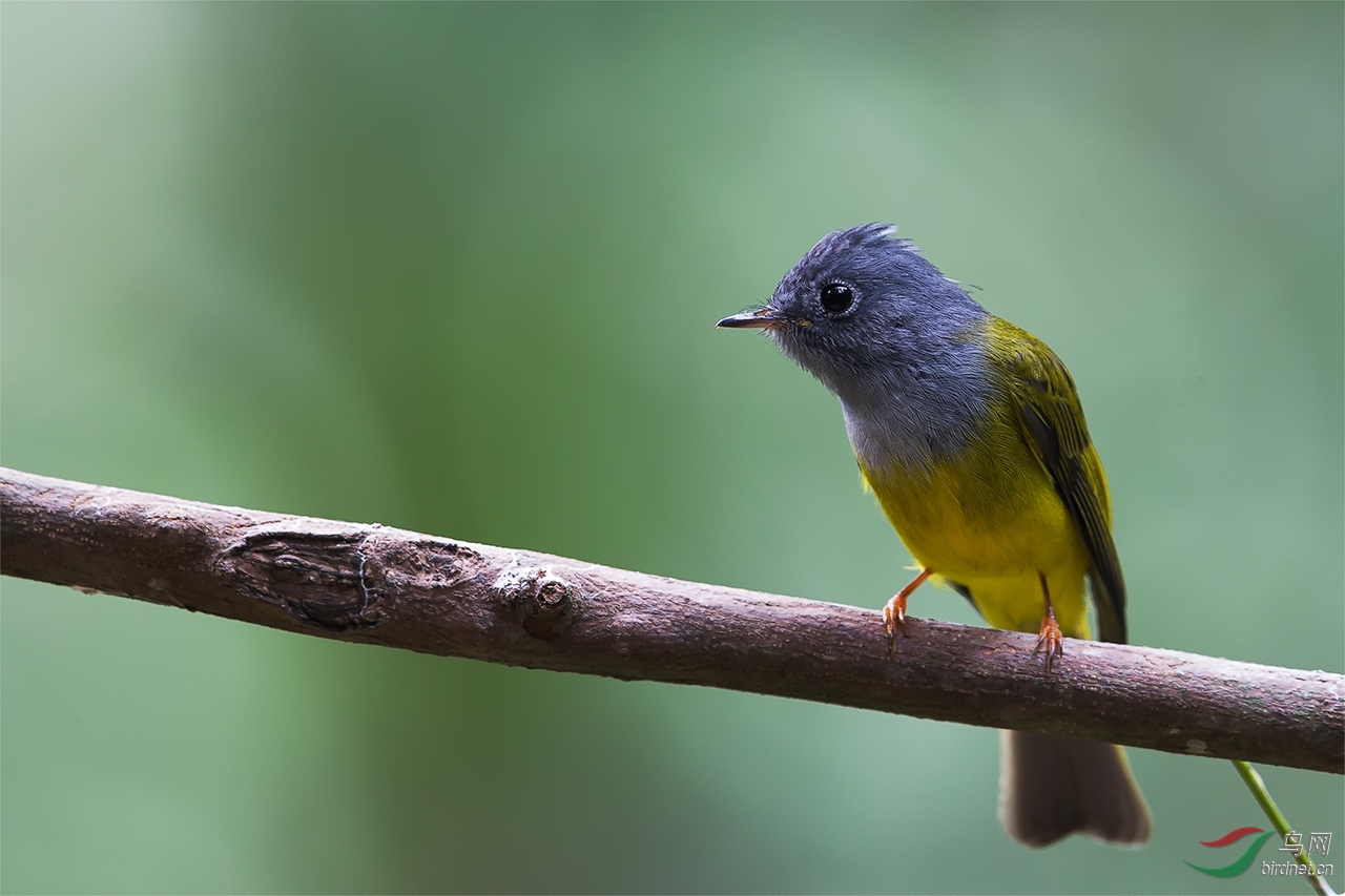 低光度林鸟拍摄尝试